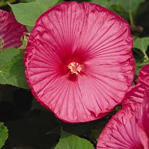 Luna Series F1 Hibiscus Flower Garden Seeds  Rose  25 Seeds  Perennial Flower Gardening  Hibiscus moscheutos