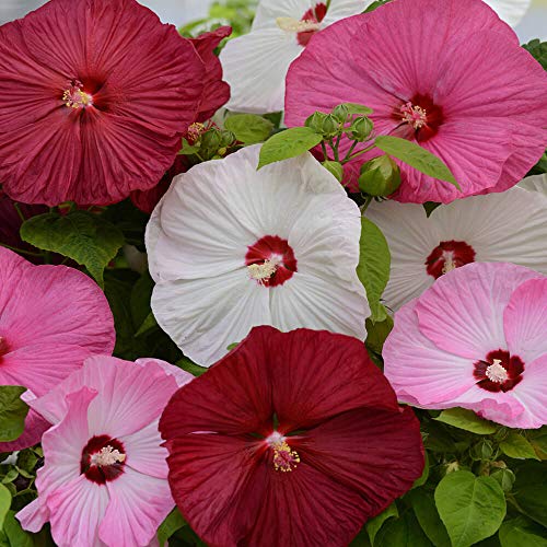 Outsidepride Hibiscus Luna Flower Seed Mix  10 Seeds