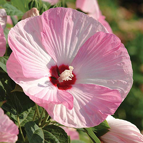 Outsidepride Hibiscus Luna Pink Swirl Flower Seeds  10 Seeds