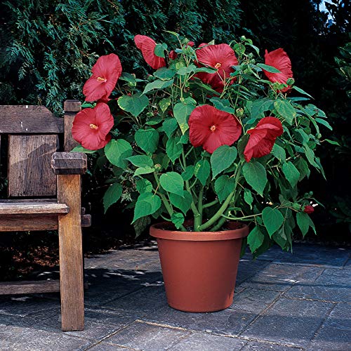 Outsidepride Hibiscus Luna Red Flower Plant Seed  10 Seeds