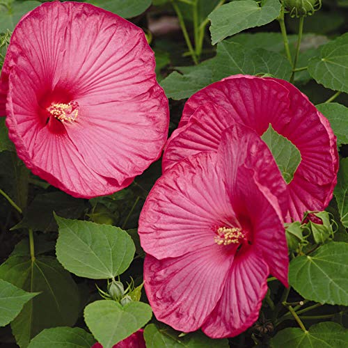 Outsidepride Hibiscus Luna Rose Flower Seeds  10 Seeds