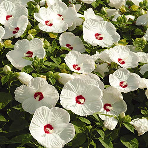 Outsidepride Hibiscus Luna White Flower Seeds  10 Seeds