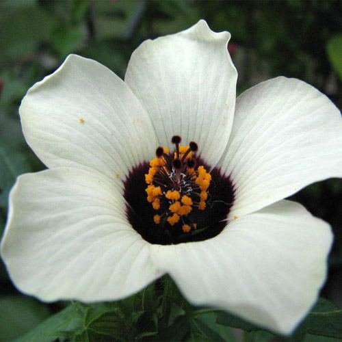 Outsidepride Hibiscus Trionum Flower Seeds  250 Seeds