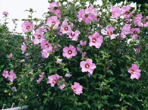 Pink Rose of Sharon Flower Seeds  Hibiscus  Perennial jocad (15 Seeds)