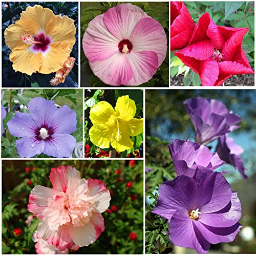 Rare Mixed 100 Pcs Hibiscus Flower Seeds Perennial Exotic Plant for Home