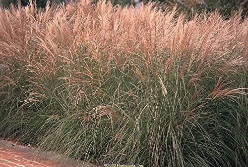 10 Seeds RED Maiden Grass Miscanthus Sinensis Plumes Ornamental Flower (CDN)Comb SH Can Grow in PotGarden
