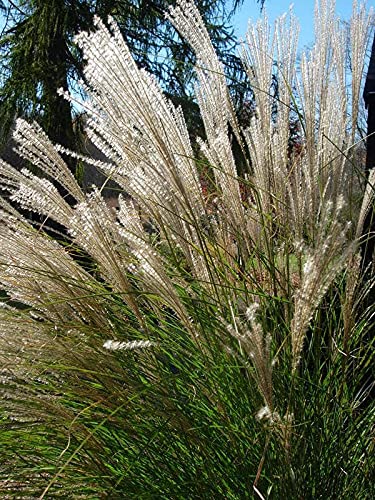 10 Seeds Silver Maiden Grass Miscanthus Sinensis Flower (MTB)Comb SH Can Grow in PotGarden