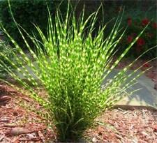 10 Zebra Grass Seeds Variegated Maiden Grass Miscanthus Sinensis Zebrinus