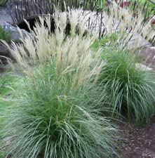 100 Adagio Maiden Grass Seeds