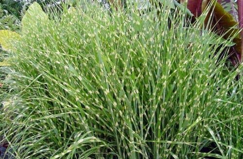 Miscanthus Sinensis Zebrinus Zebra Maiden Grass jocad (10 Seeds)