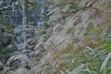 Miscanthus sinensis  Chinese Silver Grass  Maiden Silvergrass  50 Seeds