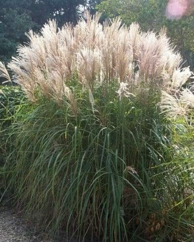 Silver Maiden Grass Miscanthus Sinensis Perennial Flower Seeds cpicta (10 Seeds)