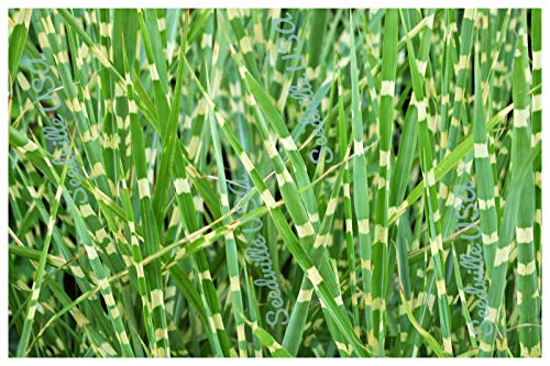Zebra Grass Variegated Maiden Grass Miscanthus Sinensis Zebrinus rasa1ca (10 Seeds)
