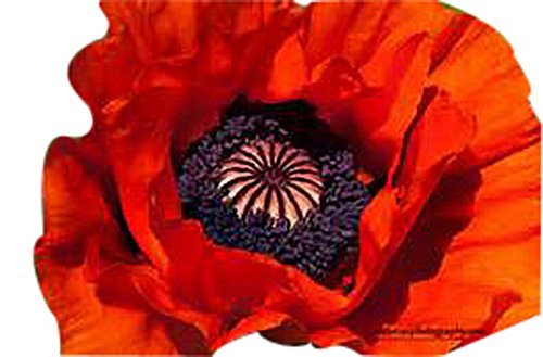 10000 Red Oriental Poppy Seeds  Perennial