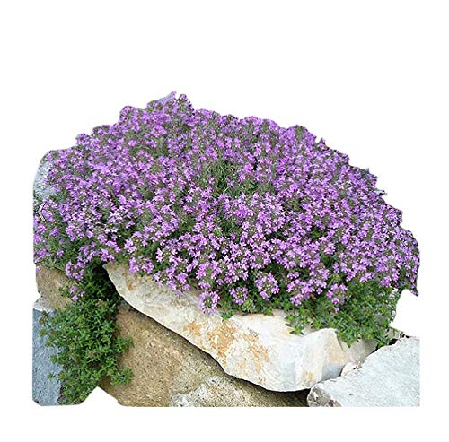 8000 Creeping Thyme Seeds  Perennial Herb for Landscaping