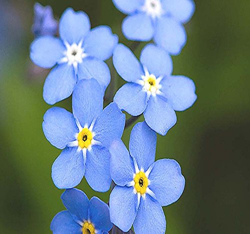 Big Pack  (50000) French Forget Me Not Myosotis sylvatica Flower Seeds  Perennial Zone 39  Flower Seeds By MySeedsCo (Big Pack  Forget Me Not)