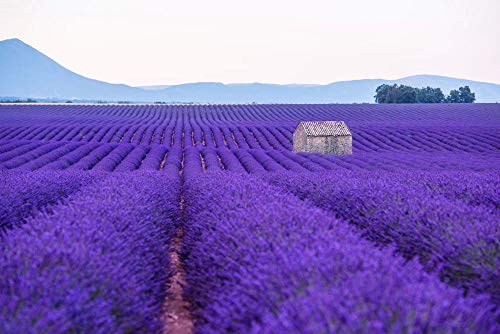 English Lavender Seeds Vera Herb Perennial Flowers Seeds  50g(50000) Seeds of Planting Outdoor（Lavandula angustifolia Mill） (10g)