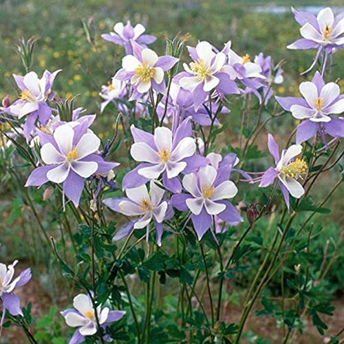 KOqwez33 Flower Garden Decoration 50PcsBag Potted Seeds Perennial Eyecatching Back with Fuzz Flowers Plant Aquilegia Vulgaris Seeds for Landscaping  Columbine Seeds