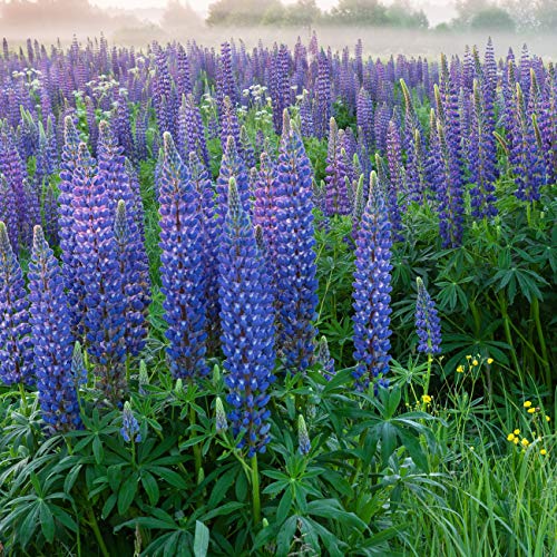 Outsidepride Perennial Lupine Plant Seeds  500 Seeds