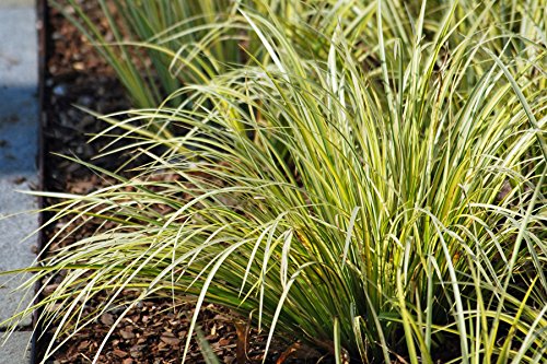 Perennial Farm Marketplace Acorus g Variegatus (Variegated Japanese Sweet Flag) Ornamental Grass 1 Quart GreenWhite Foliage