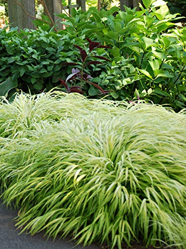 Perennial Farm Marketplace Hakonechloa macra All Gold (Japanese Forest) Ornamental Grass Size1 Container Long Golden Leaves