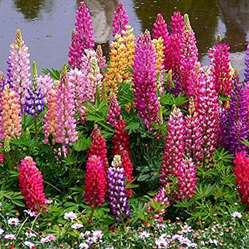 UtopiaSeeds Russell Lupine Mixed Seeds  Perennial Wildflowers  Giant Lupine