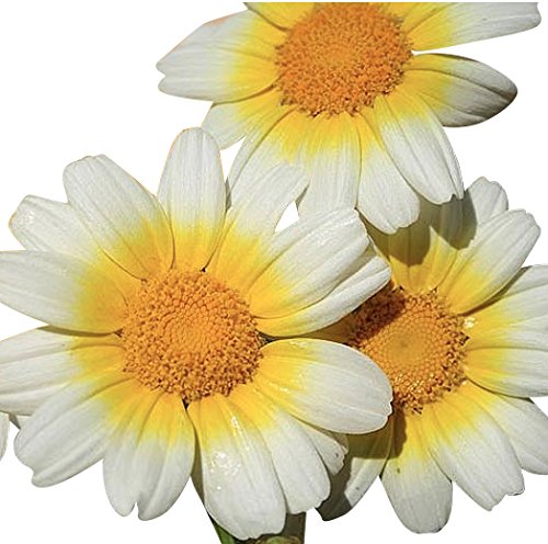 1000 Seeds  Garland Daisy  Perennial Full Sun Daisy