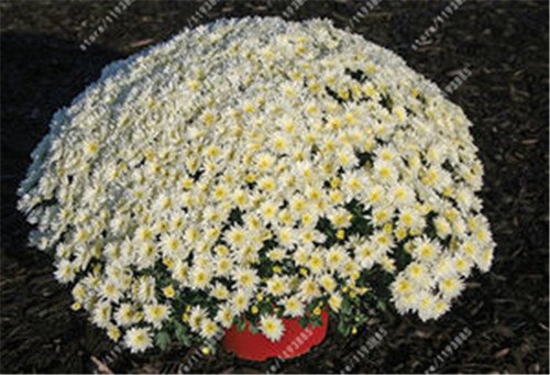 100pcsbag Groundcover chrysanthemum seeds chrysanthemum perennial bonsai flower seeds daisy potted plant for home garden 6