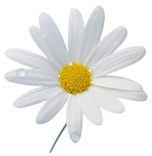 5800 Seeds  Shasta Daisy  Perennial Full Sun Daisy