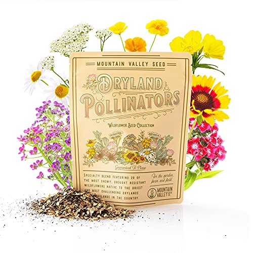 Collection of 80000 Wildflower Seeds  Dryland Pollinators Wildflower Seed Mix  20 Assorted NonGMO Heirloom Wild Flower Seeds for Planting Including African Daisy Evening Primrose Sweet William