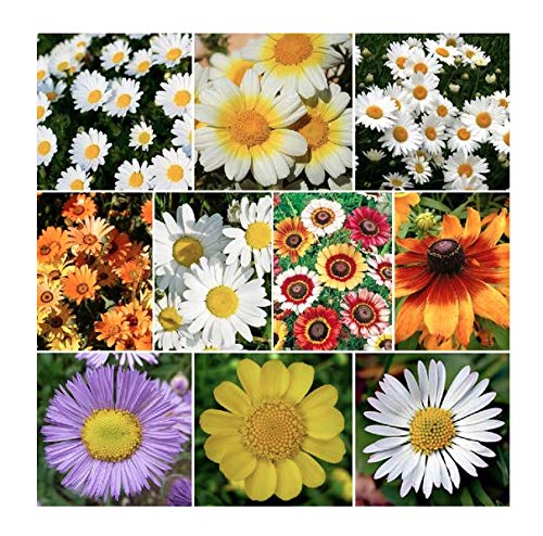 Daisy Flower Mix  Half Annual Half Perennial and Sun to Partial Shade
