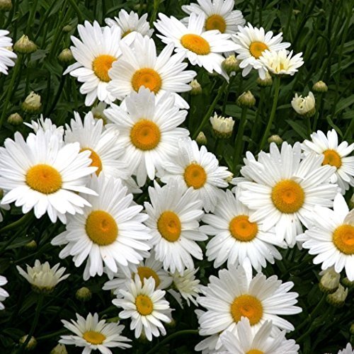 Davids Garden Seeds Flower Daisy Shasta Alaska SAL8723 (White) 500 NonGMO Heirloom Seeds