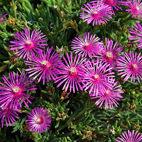 Delosperma Ice Plant Flower Seeds  1000 Seeds  Perennial Flower Garden Seeds  DaisyLike Flowers  Delosperma cooperii