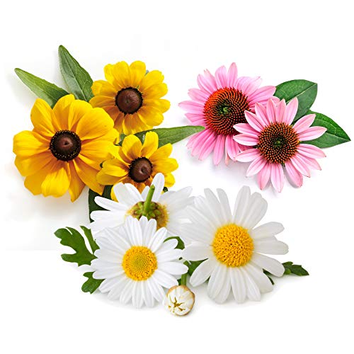 Flower Seeds for Planting Outdoors Perennials in Full Sun or Indoor in Pots Variety Pack  Coneflower Purple  Shasta Daisy  Black Eyed Susan