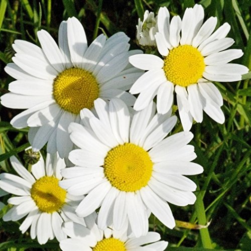 Non GMO Bulk OxEye Daisy Seeds Chrysanthemum leucanthemum (1 lb) Approximate Seeds per Pound 859000