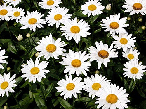 Non GMO Bulk Shasta Daisy Flower Seeds Chrysanthemum Maximum (1 Lb)