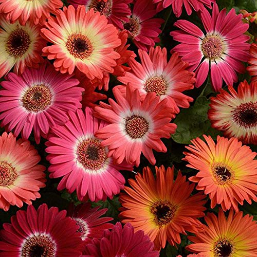 Outsidepride Gerbera Daisy Revolution Bicolor Flower Seed Mix  10 Seeds