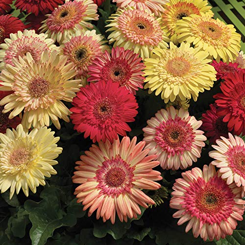 Outsidepride Gerbera Daisy Strawberry Twist Flower Seed Mix  10 Seeds