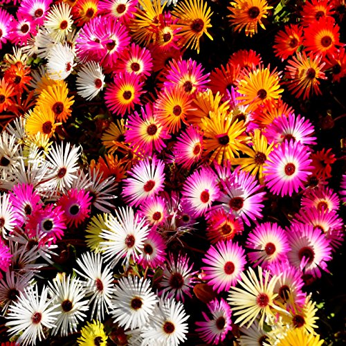 Outsidepride Ice Plant Ground Cover Flower Seed Mix  5000 Seeds