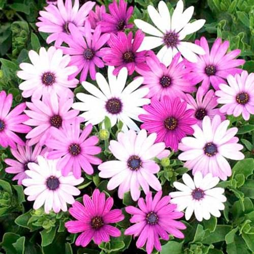 Outsidepride Osteospermum Ecklonis Flower Seed Mix  100 Seeds