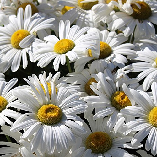 Shasta Daisy Flower Seeds  Alaska Variety  1 Lb Seed Pouch  White Blooms Yellow Centers  Perennial Daisies  Flower Gardening
