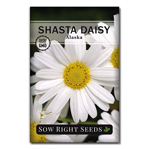 Sow Right Seeds  Shasta Daisy Flower Seeds for Planting Beautiful Flowers to Plant in Your Garden NonGMO Heirloom Seeds Wonderful Gardening Gifts (1)
