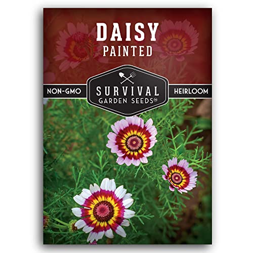 Survival Garden Seeds  Painted Daisy Seed for Planting  Packet with Instructions to Plant and Grow Colorful Perennial Wildflowers in Your Home Flower Garden  NonGMO Heirloom Variety
