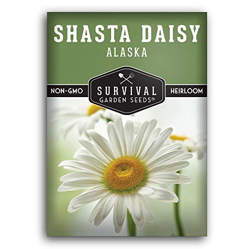 Survival Garden Seeds  Shasta Daisy Seed for Gardening  Packet with Instructions to Plant and Grow Beautiful White Perennial Flowers in Your Home Flower Garden  NonGMO Heirloom Variety