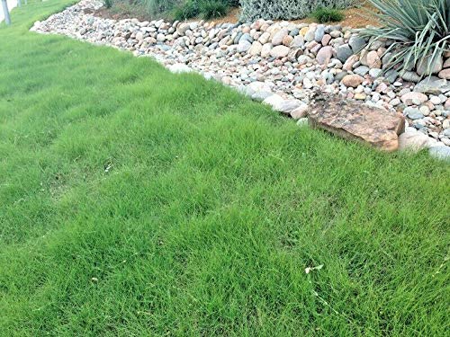 2OZ30000 Buffalo Grass Seeds (MTB) Native Prairie Sedge Low Maintenance Drought Turf