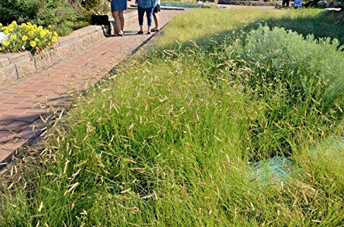 500 Blue GRAMA Seeds (MTB) Native Prairie Grass Clumping Ornamental Drought Poor Soil