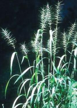 Bottlebrush Grass (Elymus Hystrix) Seed Packet True Native Seed