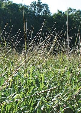 Eastern Gamma Grass (Tripsacum dactyloides) Seed Packet True Native Seed