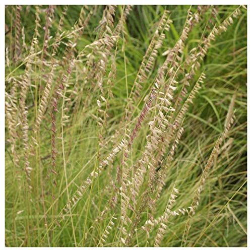 Everwilde Farms  14 Lb SideOats Grama Native Grass Seeds  Gold Vault