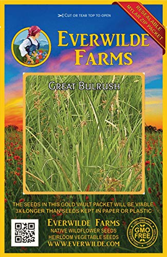 Everwilde Farms  1000 Great Bulrush Native Grass Seeds  Gold Vault Jumbo Seed Packet